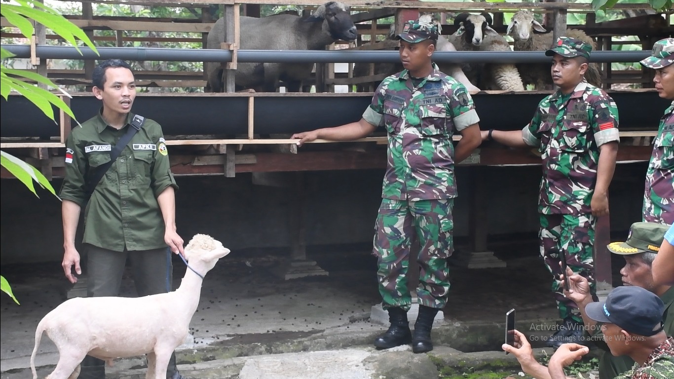 Korem 081/DSJ Siap Tingkatkan Kesejahteraan Masyarakat Melalui Budidaya Domba.