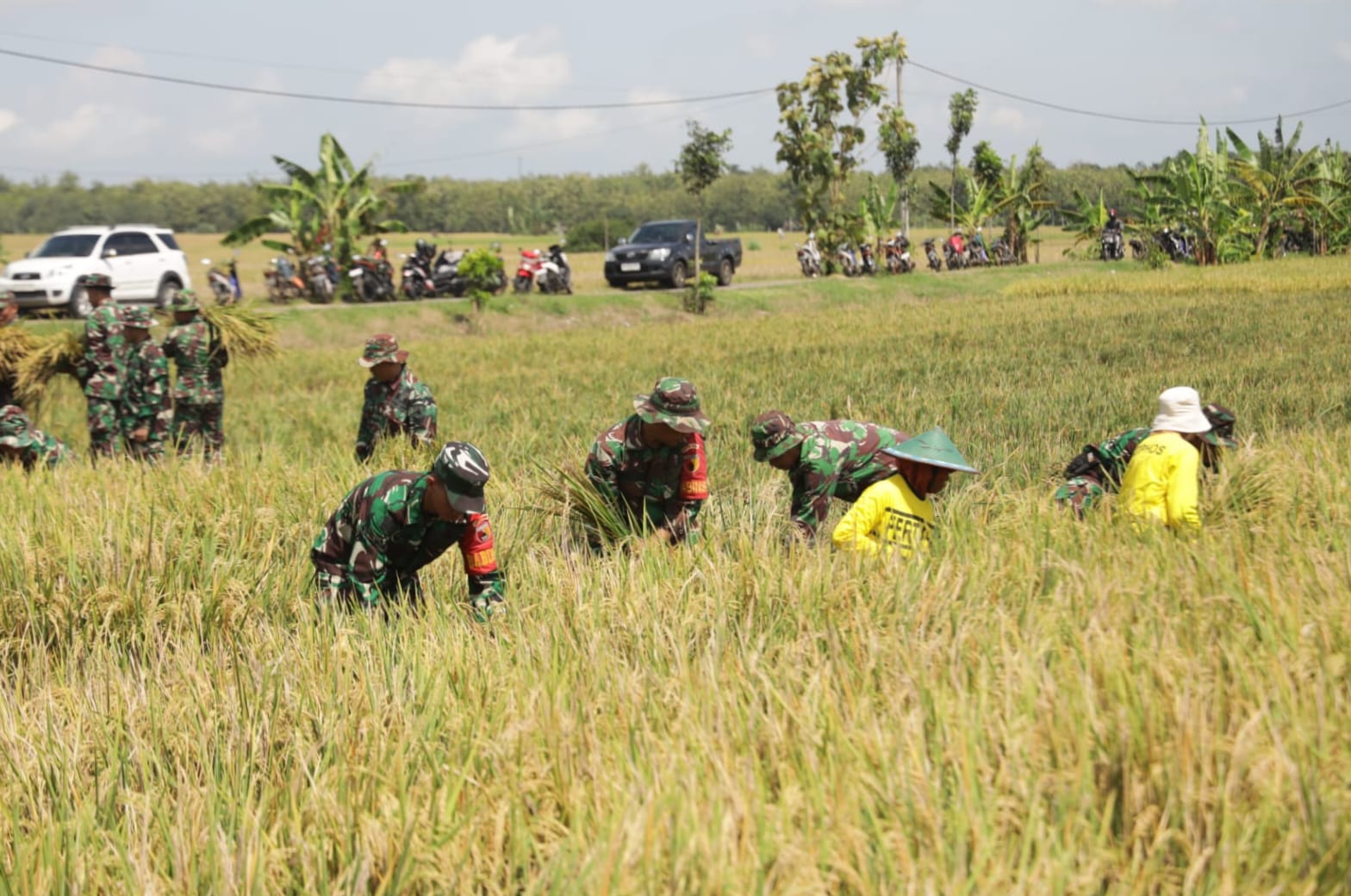 Harga Gabah Anjlok, Danrem 081/DSJ Bantu Petani Tekan Biaya Operasional.